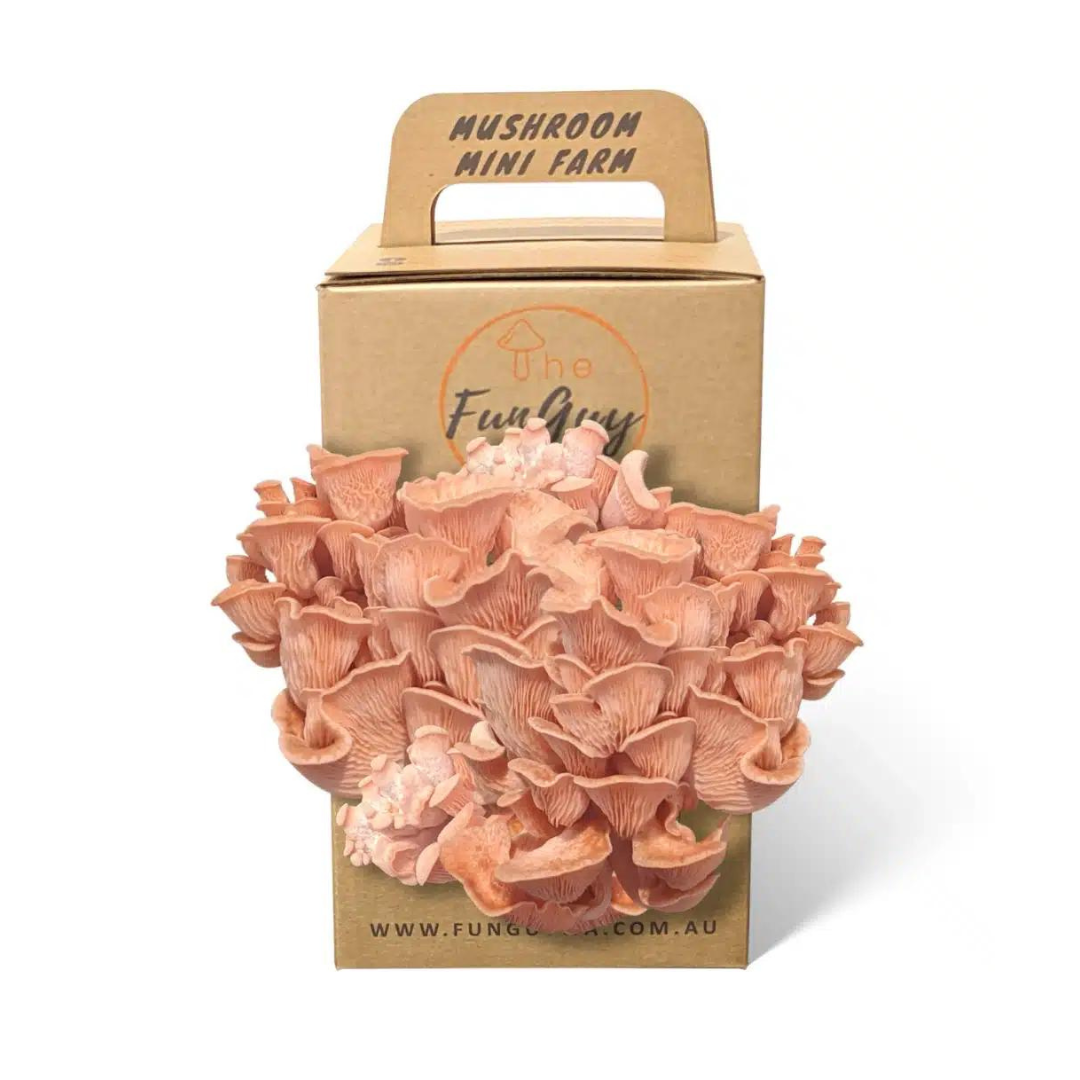 Pink oyster mushroom kit