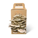 Italian Oyster Mushroom Grow Kit