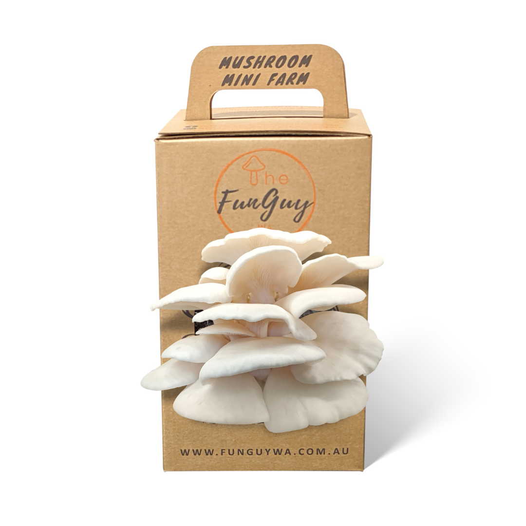 White Oyster Mushroom Grow Kit