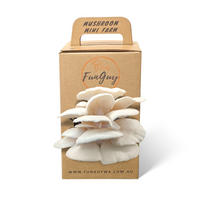 White oyster mushroom kit