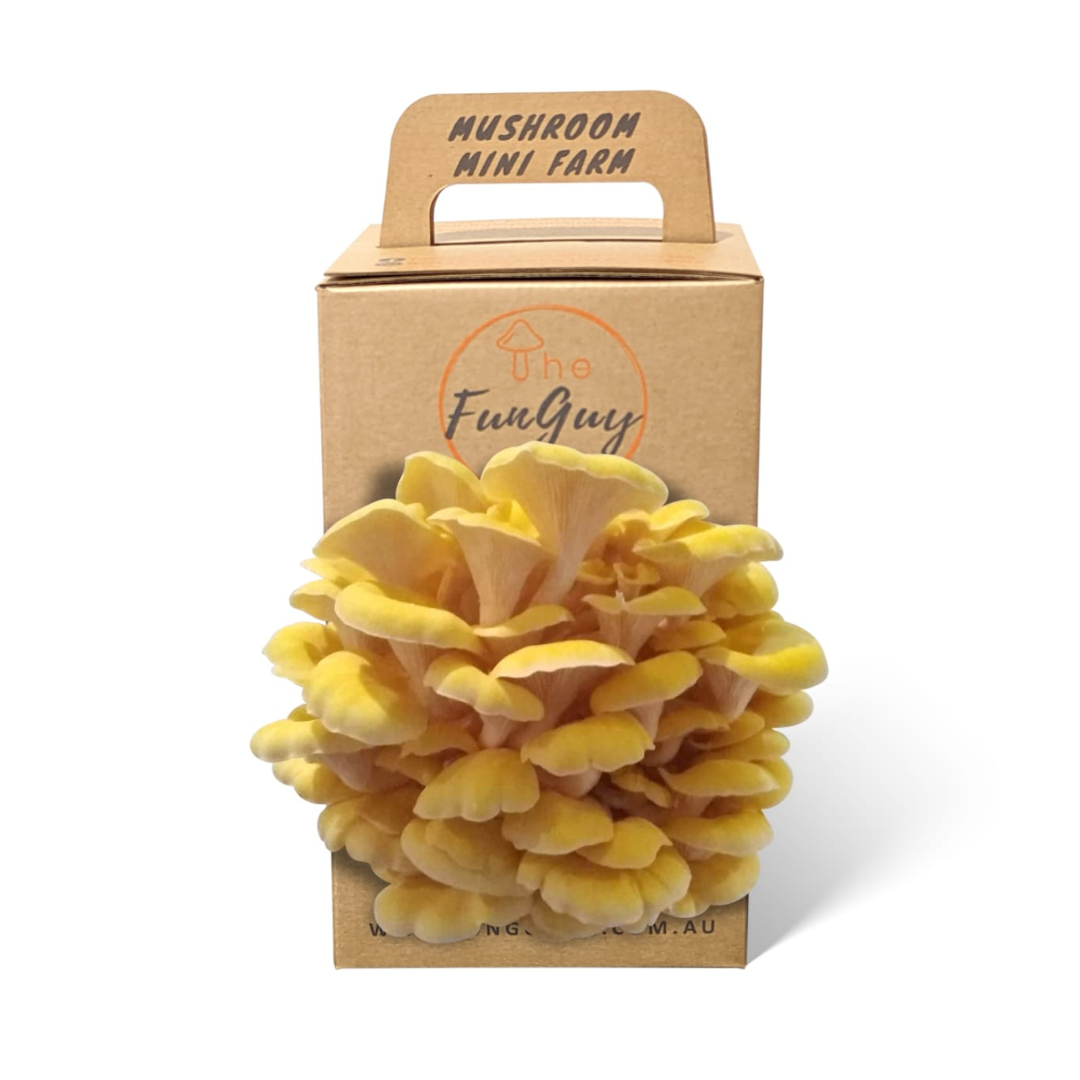 Yellow Oyster Mushroom Grow Kit